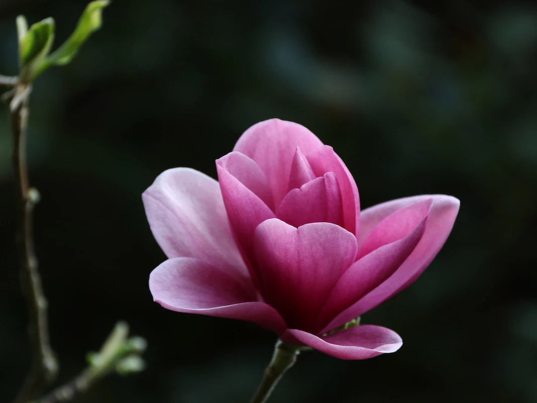 Roseanne x Black Tulip